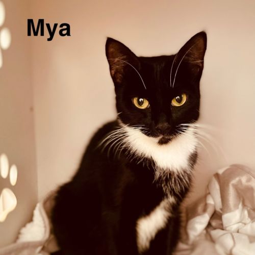 Mya