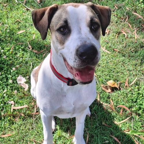 Clover *$350 Adoption Fee*