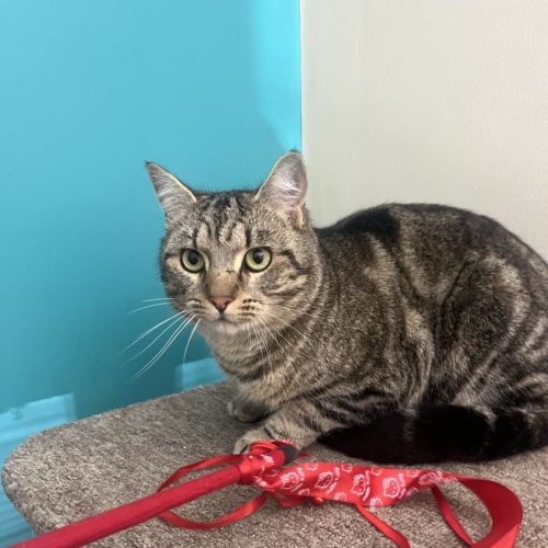 Kandos now at Thornton PET Quarters