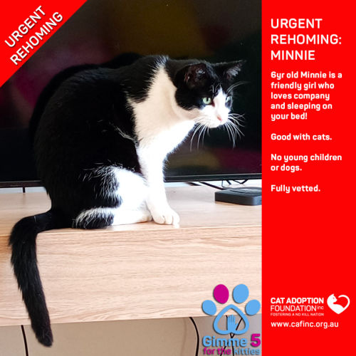 Minnie Private Rehoming No Charge!