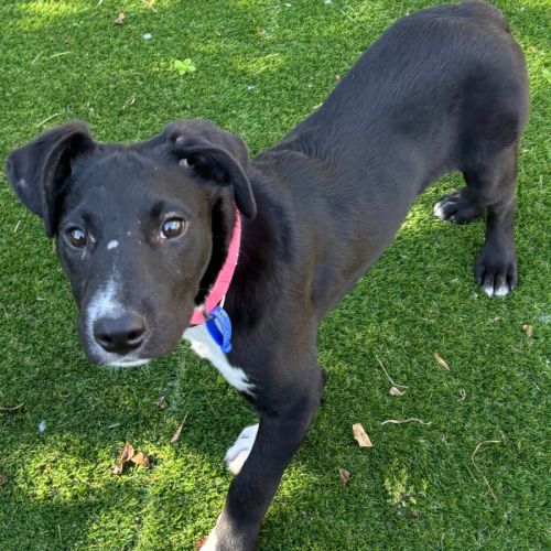 Wally - 8 Month Old Kelpie X