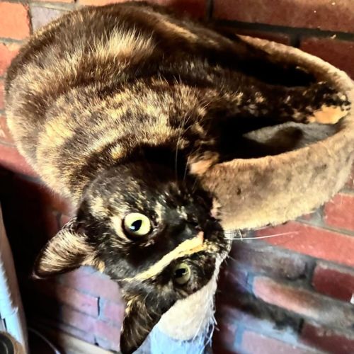 No photo for Hazel Reba