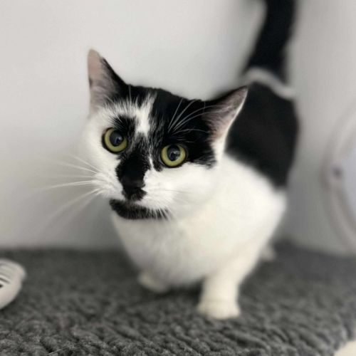 🍙 Looshkin 6340 🍙