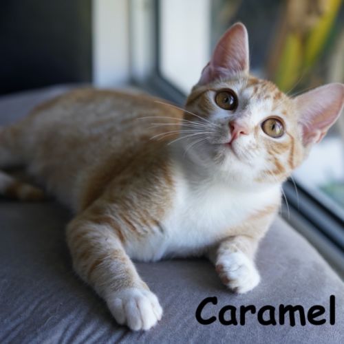 Caramel
