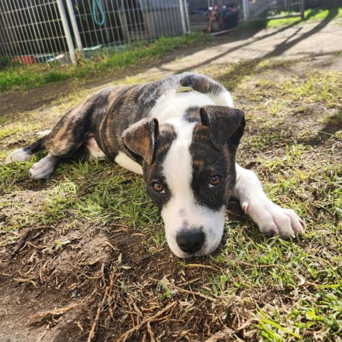 Buddy (66667)