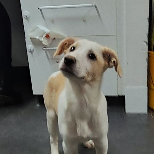 Daisy