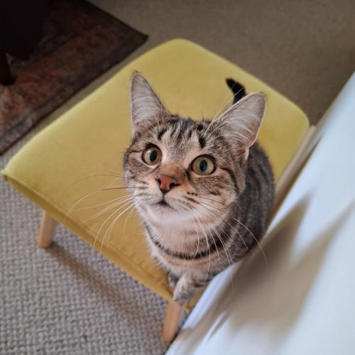 Olive *9 Lives Project Rescue