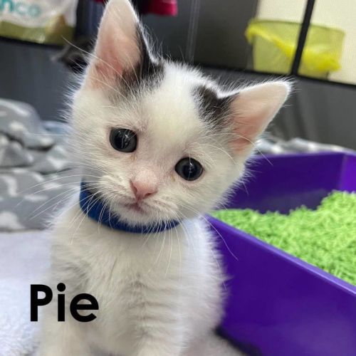Pie