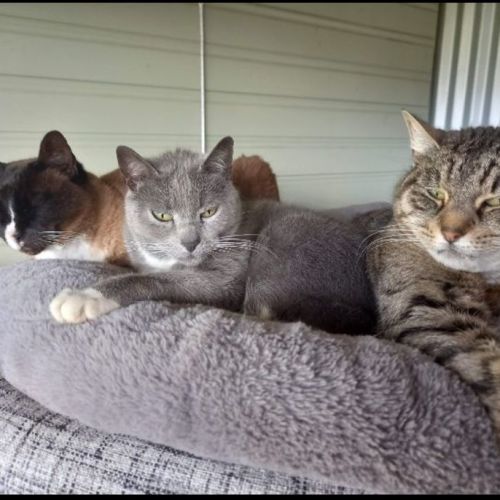 Misty,Stella and Bella