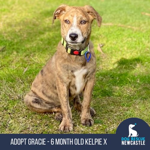 Gracie - 6 Month Old Kelpie X