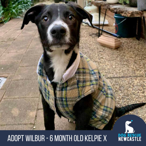 Wilbur - 6 Month Old Kelpie X