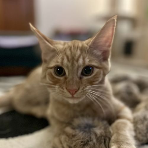 George - Located in Lower Plenty