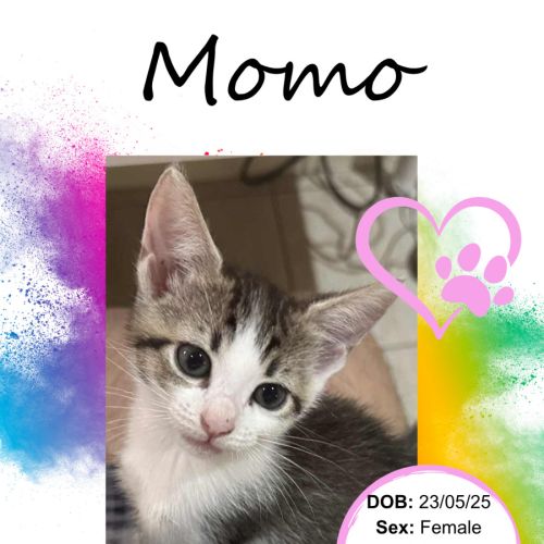 Momo