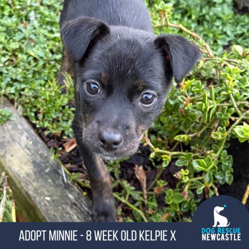 Minnie - 8 Week Old Kelpie X