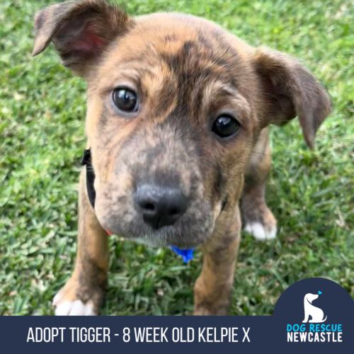 Tigger - 8 Week Old Kelpie X
