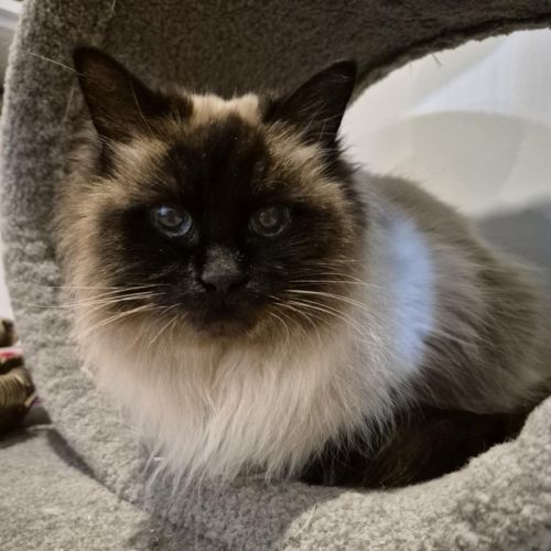 Fifi **2nd Chance Cat Rescue**