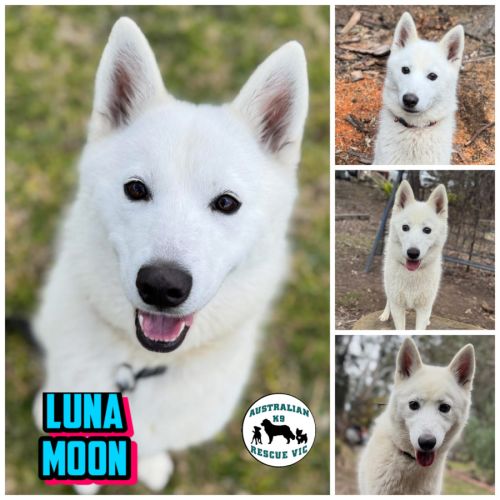 Luna Moon 
