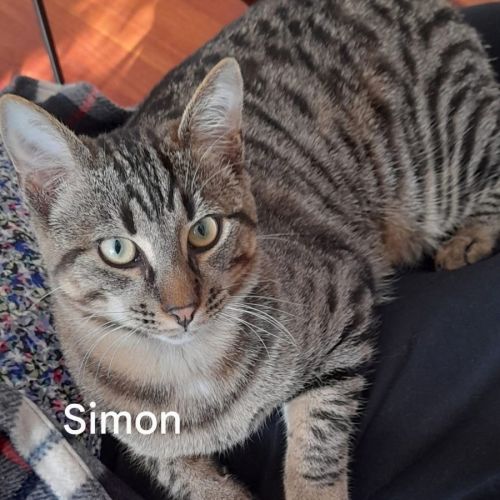 Simon