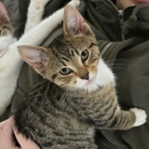 juliet meet me@carrum downs petstock store