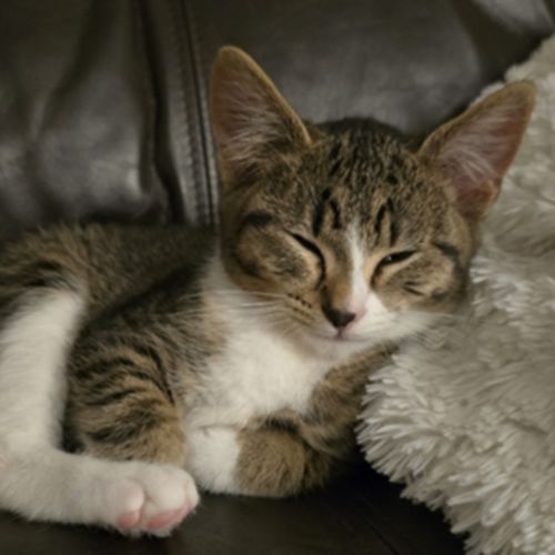 Luigi meet me @petsock carrum downs store