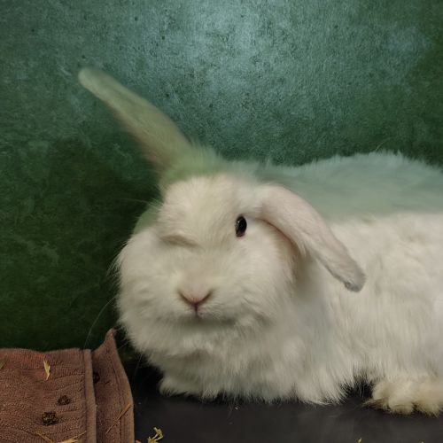 Nutmeg (bonded To Poppy)