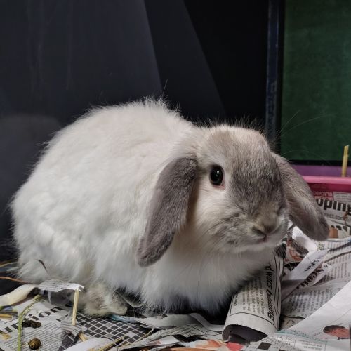Poppy (bonded To Nutmeg)