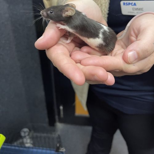 Angelina Mousling
