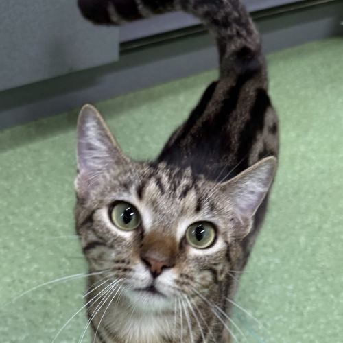 Lucy Honeycat