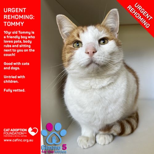 Tommy Private Rehoming No Charge!