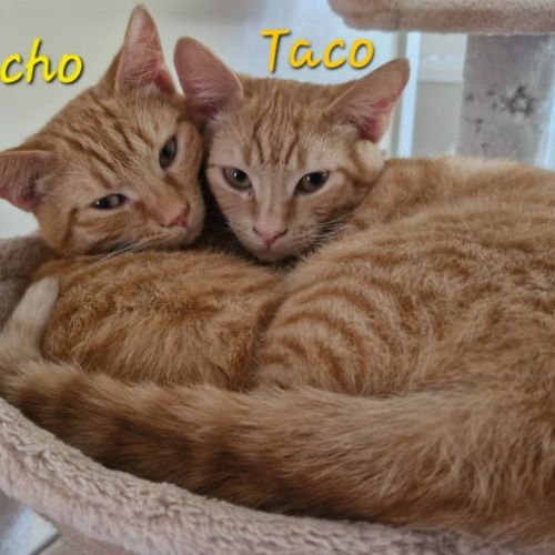 Taco (& Nacho)