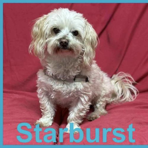 Starburst and Barney