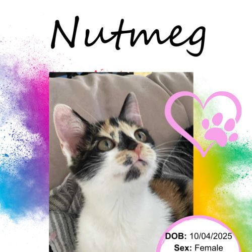 Nutmeg