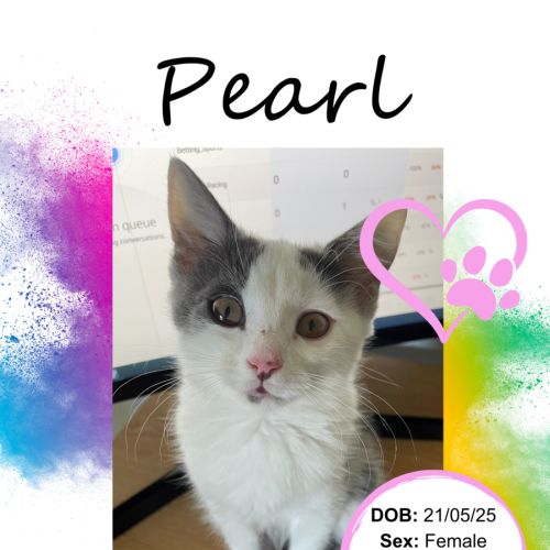 No photo for Pearl