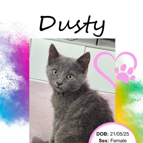 Dusty