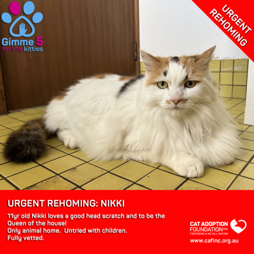 Nikki Private Rehoming No Charge!