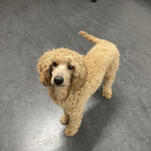 Lulu