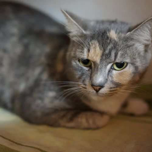 Cleopatra