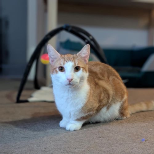 No photo for Jayce **2nd Chance Cat Rescue**