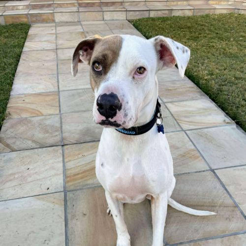 Dustin *$150 Adoption Fee*