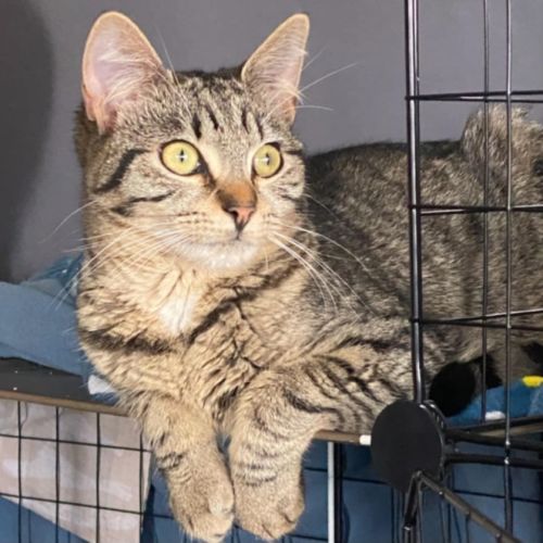 Connie* 9 Lives Project Rescue*