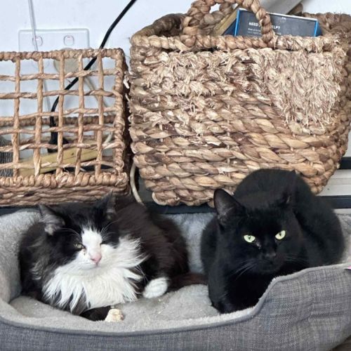 Steve* 9 Lives Project Rescue*