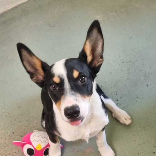 Zeus