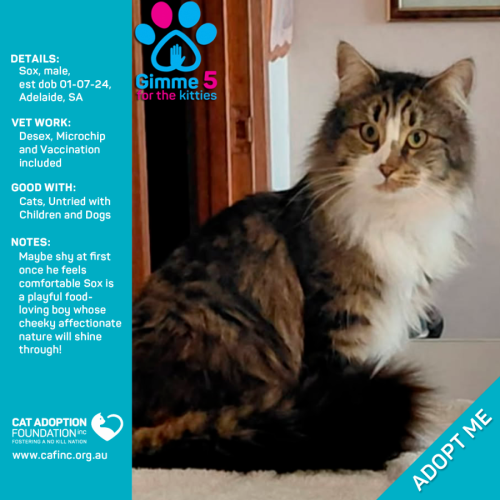 Sox Only $50 Limited Time!