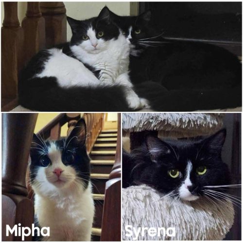 11511 & 11512 - Syrena & Mipha