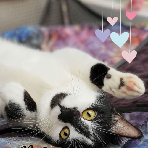 🐈‍⬛ Blaze 💕