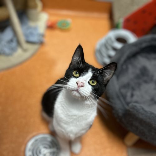 Frankie