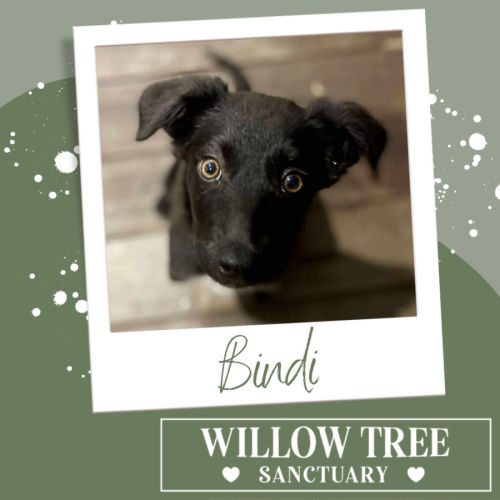 Bindi