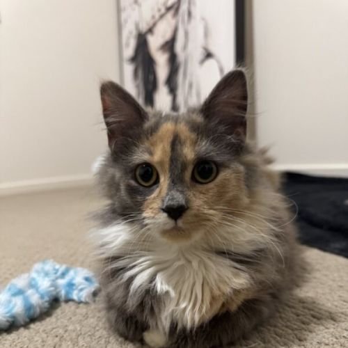 Hazel