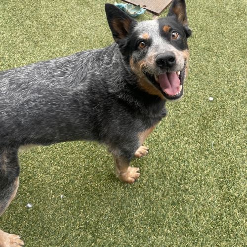 Max