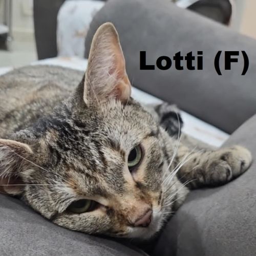 No photo for Lotti